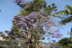Petrea volubilis